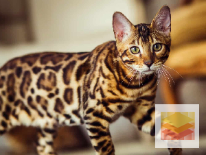 Snow/ Silver/Charcoal/ Brown Bengal Kittens