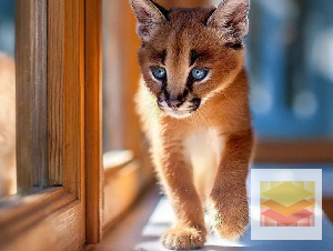Caracal Kittens
