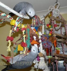 hermoso gris africano por un buen hogar