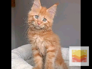 Maine Coon Kittens