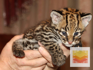 Ocelot Kittens