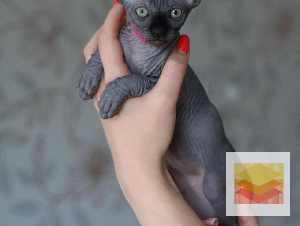 Sphynx Kittens